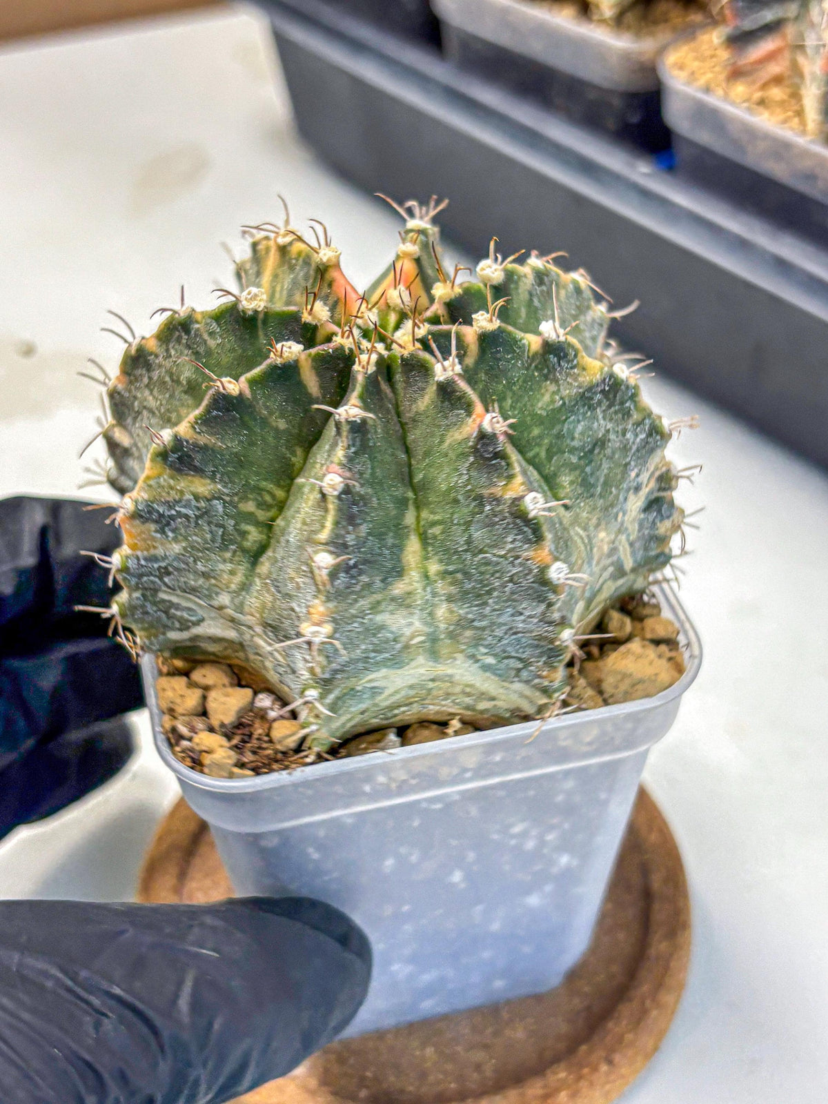 Gymnocalycium Mihanovichii (gy15) (15) | mineral water stains