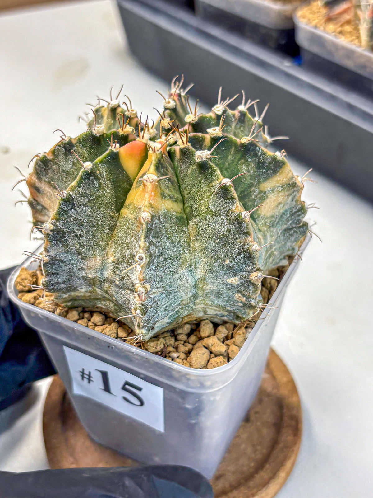 Gymnocalycium Mihanovichii (gy15) (15) | mineral water stains