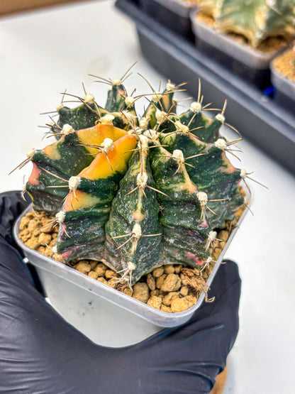 Gymnocalycium Mihanovichii (gy15) (18) | mineral water stains