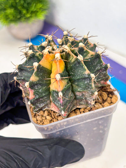Gymnocalycium Mihanovichii (gy15) (18) | mineral water stains