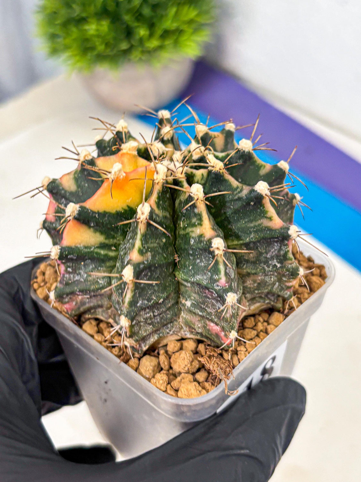 Gymnocalycium Mihanovichii (gy15) (18) | mineral water stains