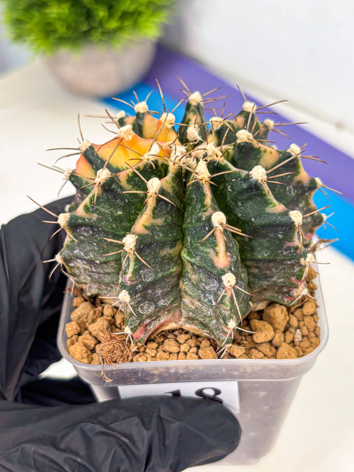 Gymnocalycium Mihanovichii (gy15) (18) | mineral water stains