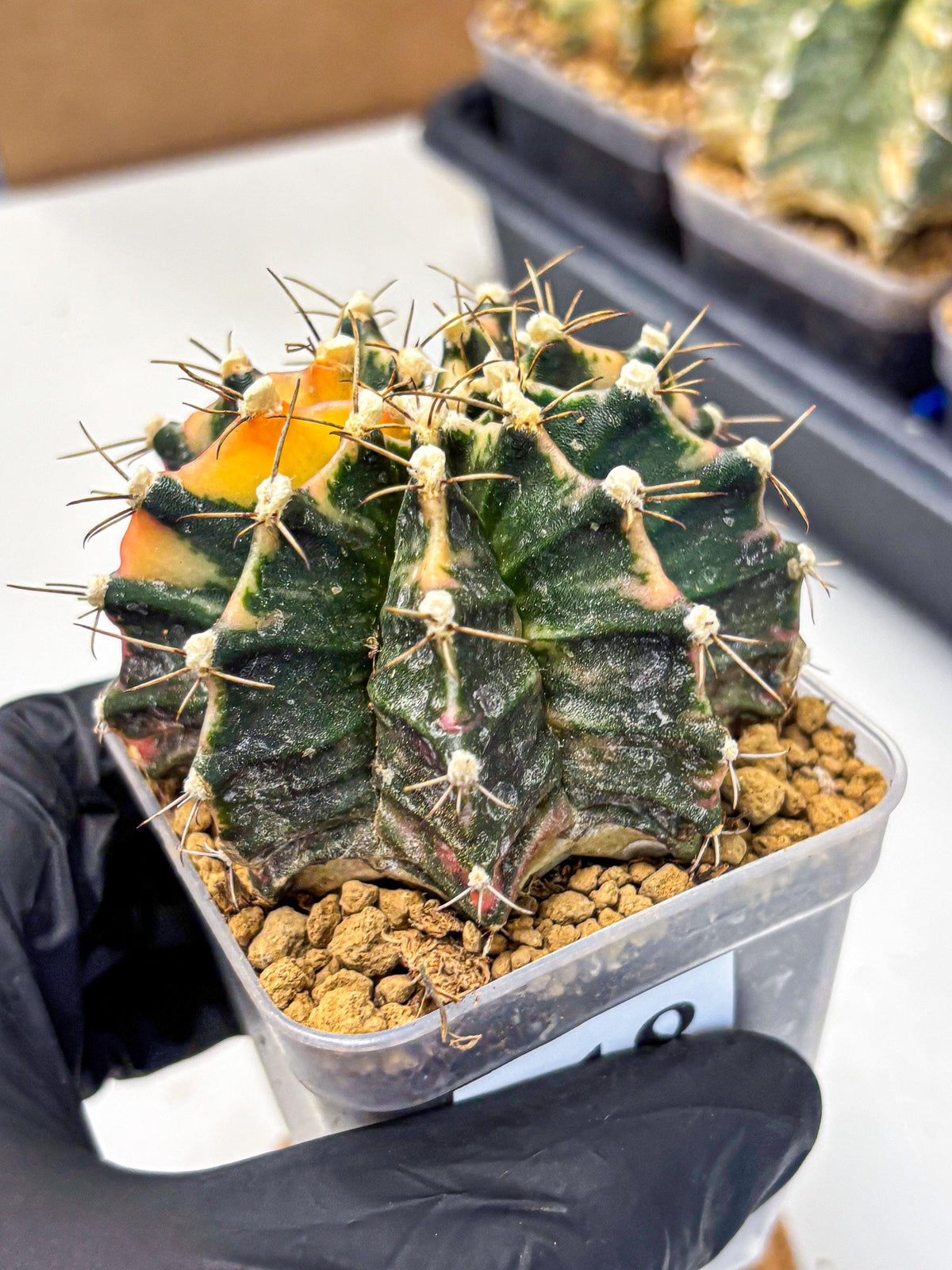 Gymnocalycium Mihanovichii (gy15) (18) | mineral water stains