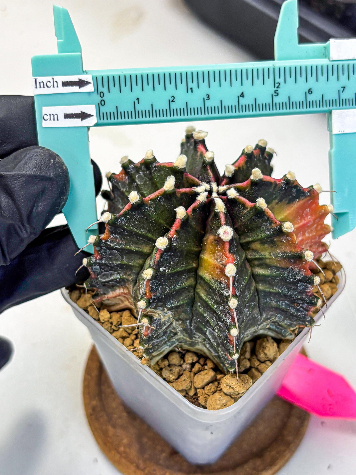 Gymnocalycium Mihanovichii (gy15) (pp) | mineral water stains