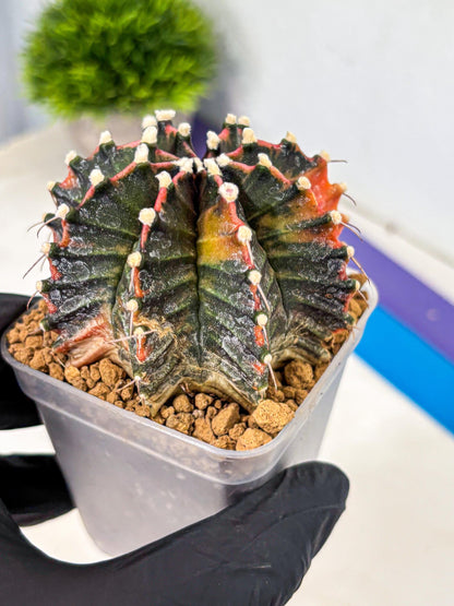 Gymnocalycium Mihanovichii (gy15) (pp) | mineral water stains