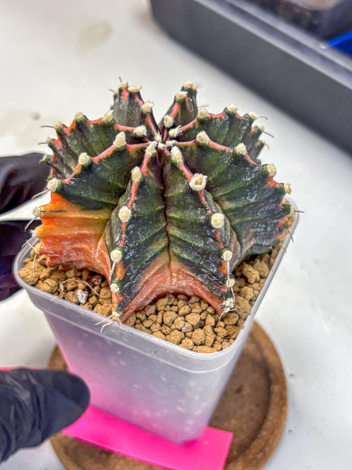 Gymnocalycium Mihanovichii (gy15) (pp) | mineral water stains