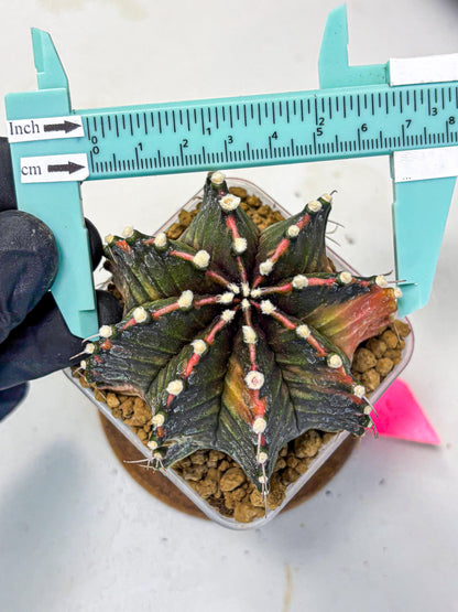 Gymnocalycium Mihanovichii (gy15) (pp) | mineral water stains