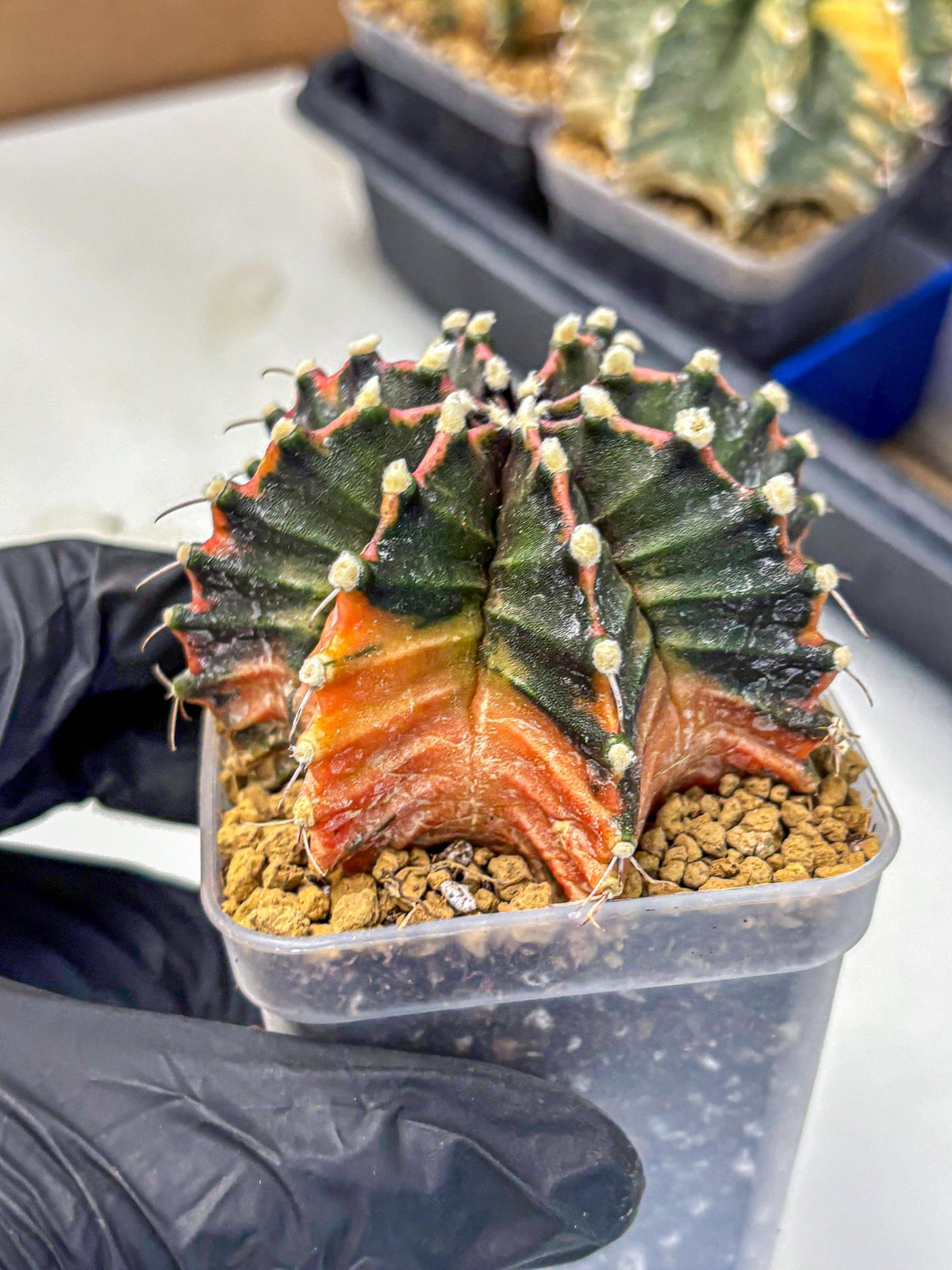 Gymnocalycium Mihanovichii (gy15) (pp) | mineral water stains