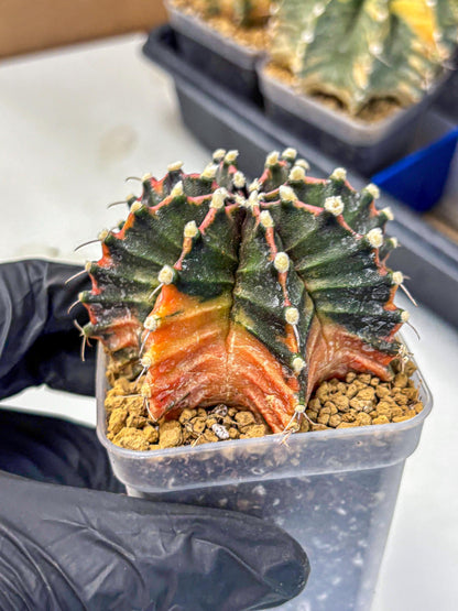 Gymnocalycium Mihanovichii (gy15) (pp) | mineral water stains