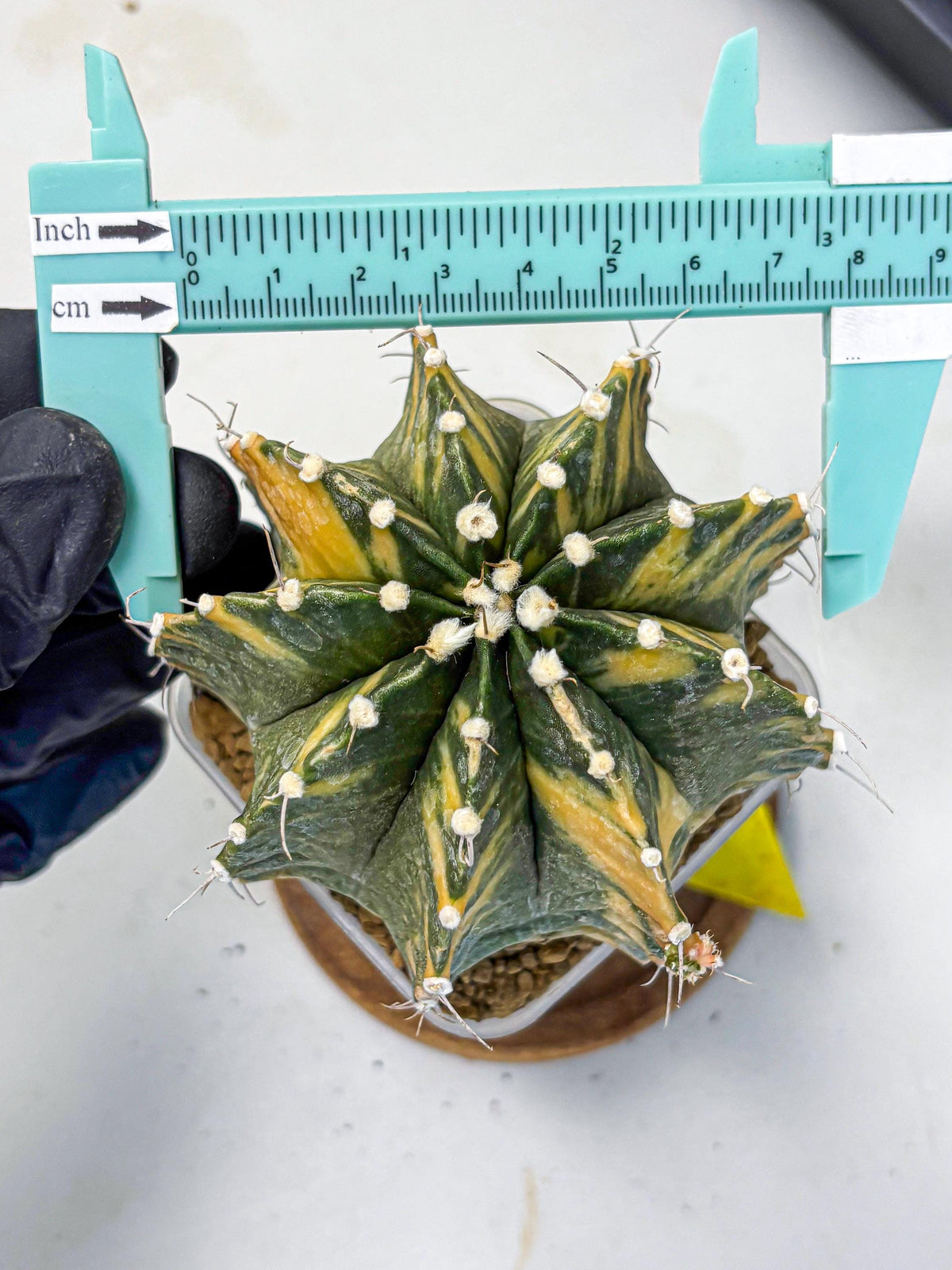 Gymnocalycium Mihanovichii (gy15) (yy) | mineral water stains