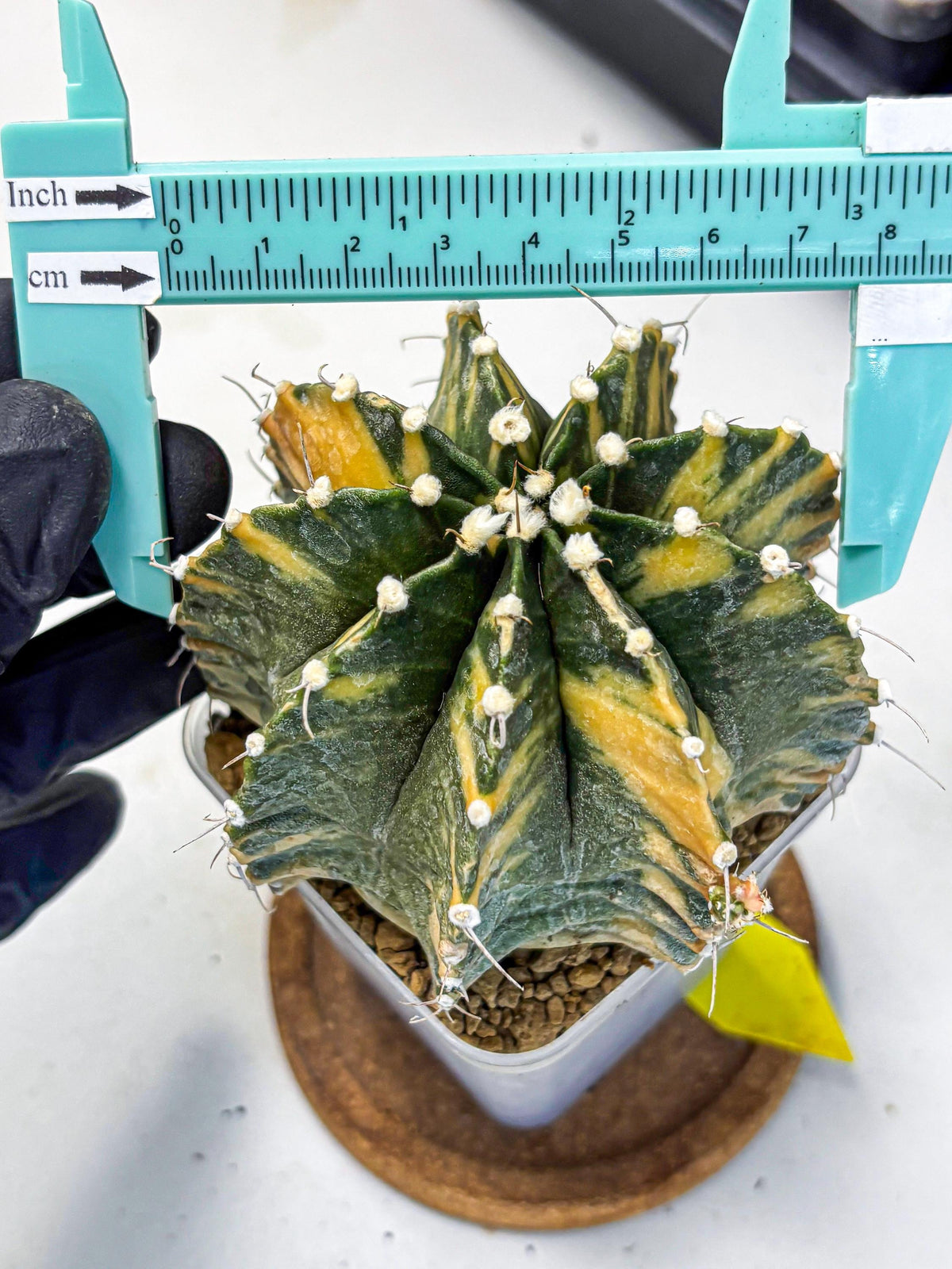 Gymnocalycium Mihanovichii (gy15) (yy) | mineral water stains
