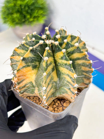 Gymnocalycium Mihanovichii (gy15) (yy) | mineral water stains