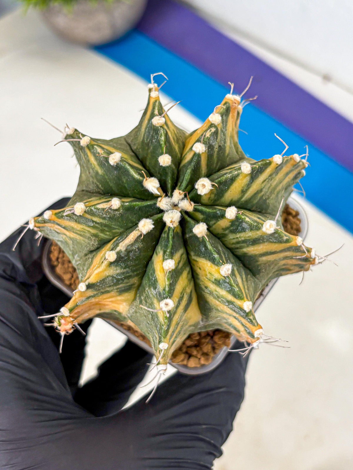 Gymnocalycium Mihanovichii (gy15) (yy) | mineral water stains