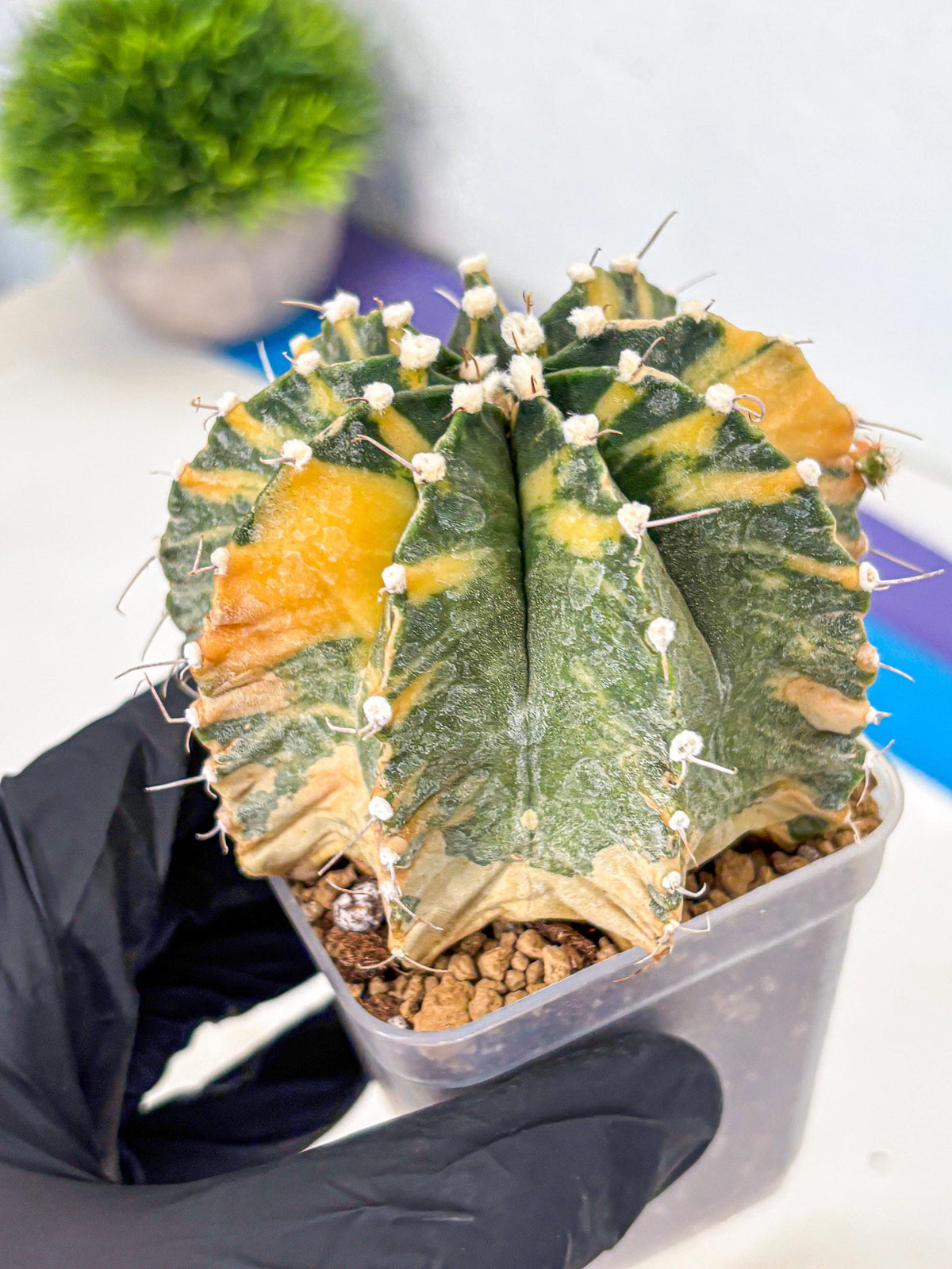 Gymnocalycium Mihanovichii (gy15) (yy) | mineral water stains