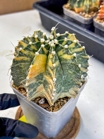 Gymnocalycium Mihanovichii (gy15) (yy) | mineral water stains