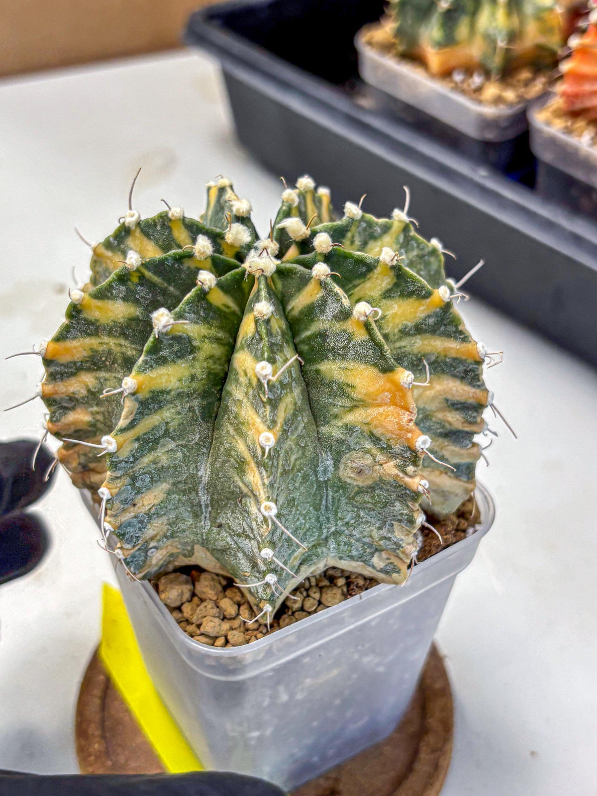Gymnocalycium Mihanovichii (gy15) (yy) | mineral water stains