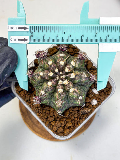 Gymnocalycium T-Rex (gy10) (2) | Variegated Cactus