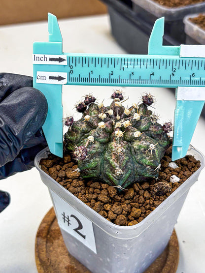 Gymnocalycium T-Rex (gy10) (2) | Variegated Cactus