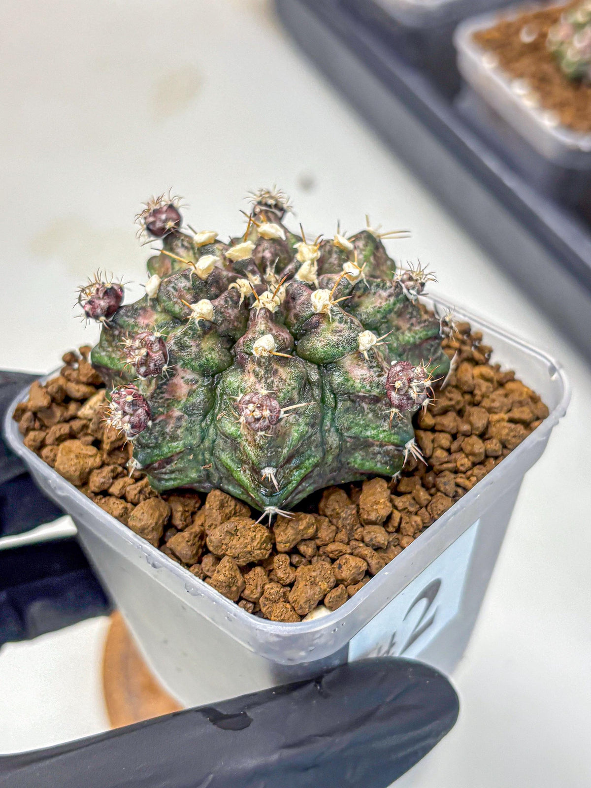Gymnocalycium T-Rex (gy10) (2) | Variegated Cactus