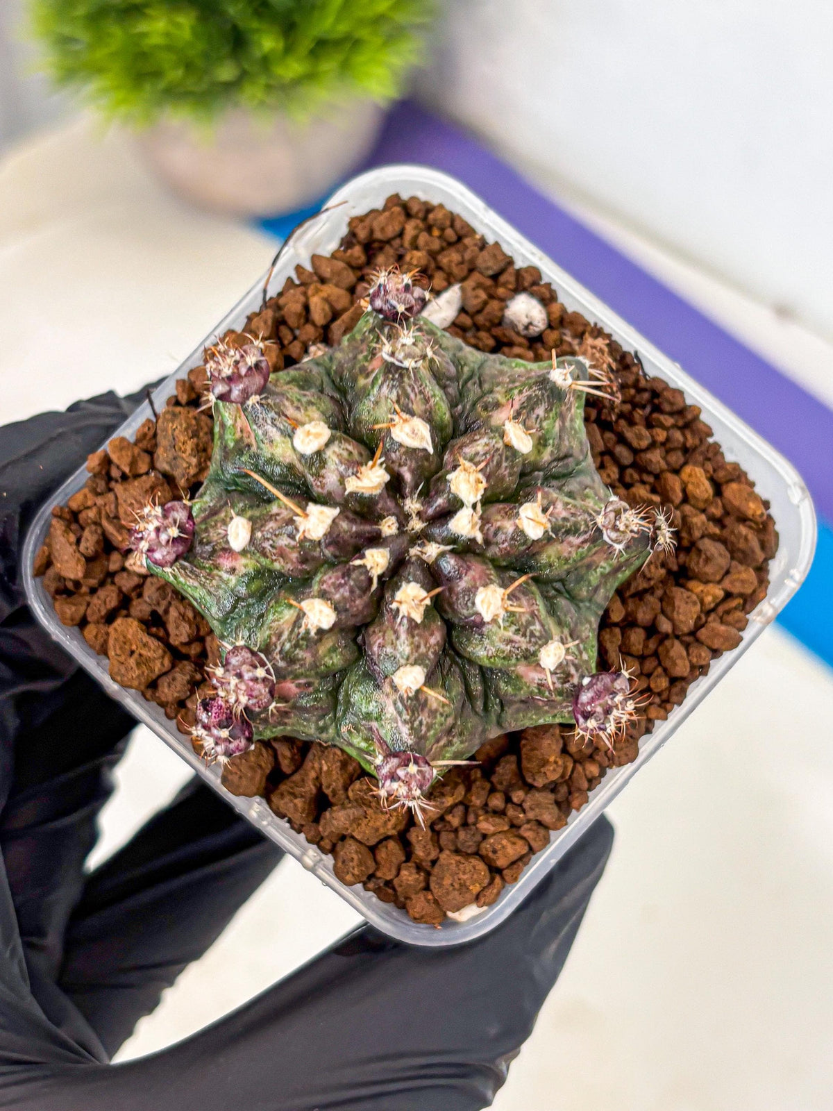 Gymnocalycium T-Rex (gy10) (2) | Variegated Cactus