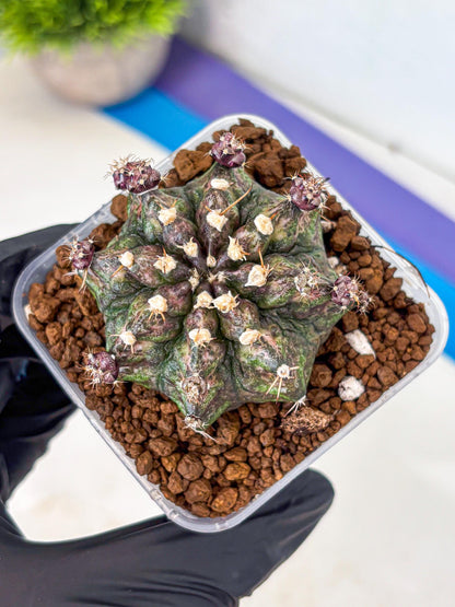 Gymnocalycium T-Rex (gy10) (2) | Variegated Cactus