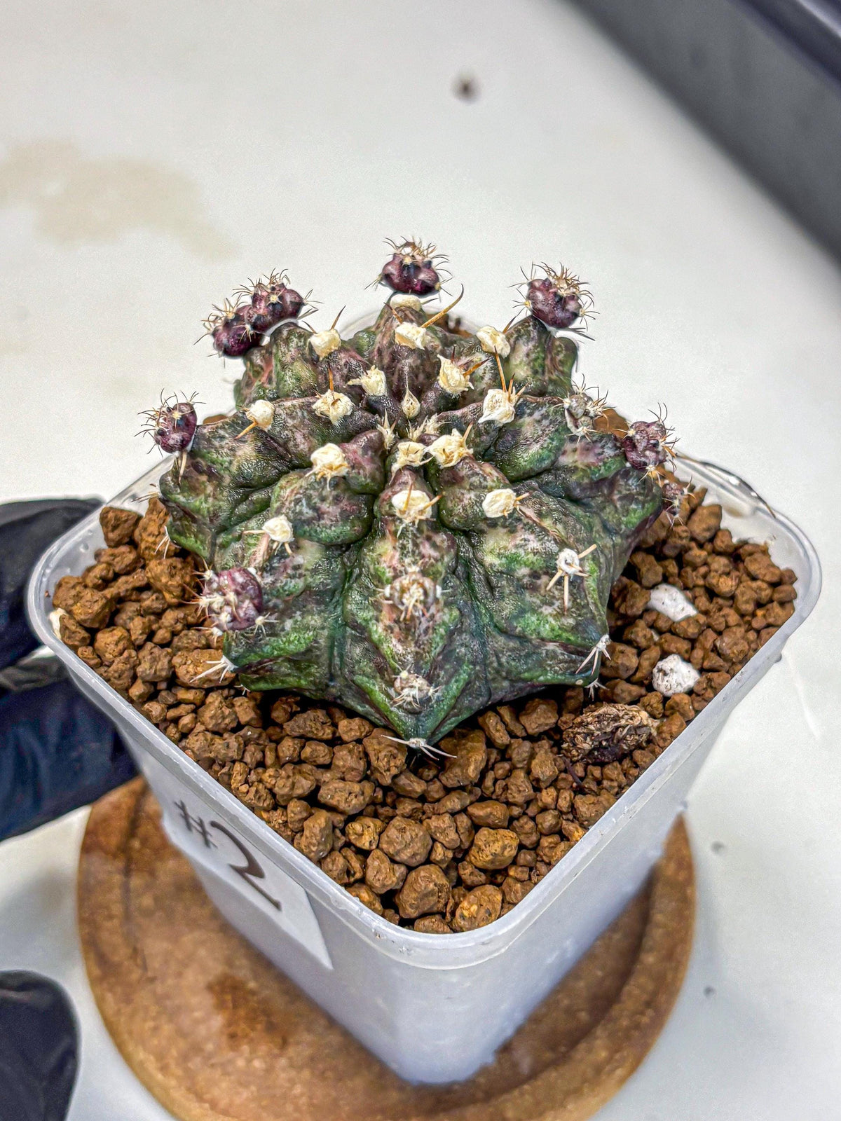 Gymnocalycium T-Rex (gy10) (2) | Variegated Cactus