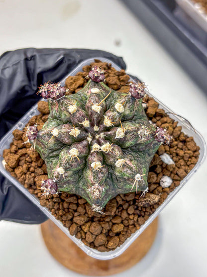 Gymnocalycium T-Rex (gy10) (2) | Variegated Cactus