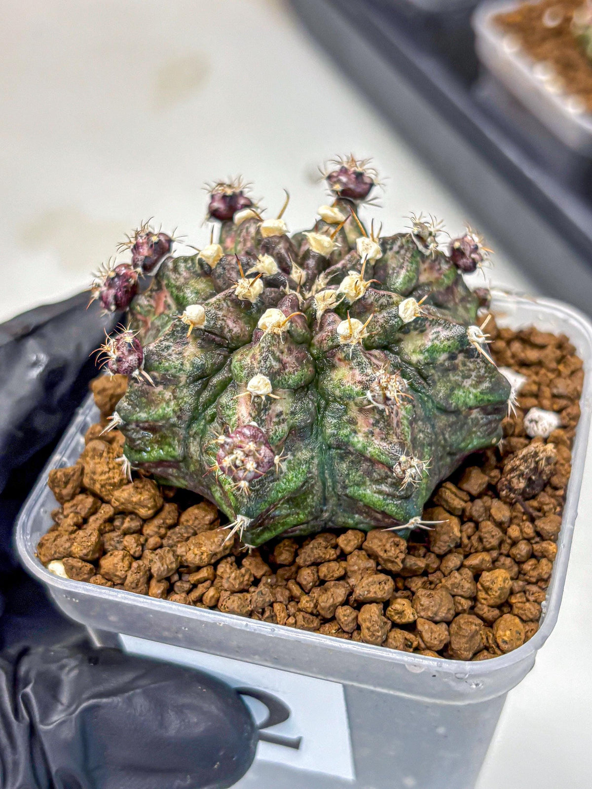Gymnocalycium T-Rex (gy10) (2) | Variegated Cactus