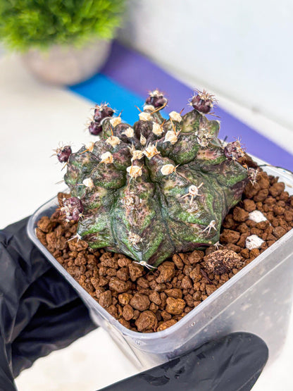 Gymnocalycium T-Rex (gy10) (2) | Variegated Cactus
