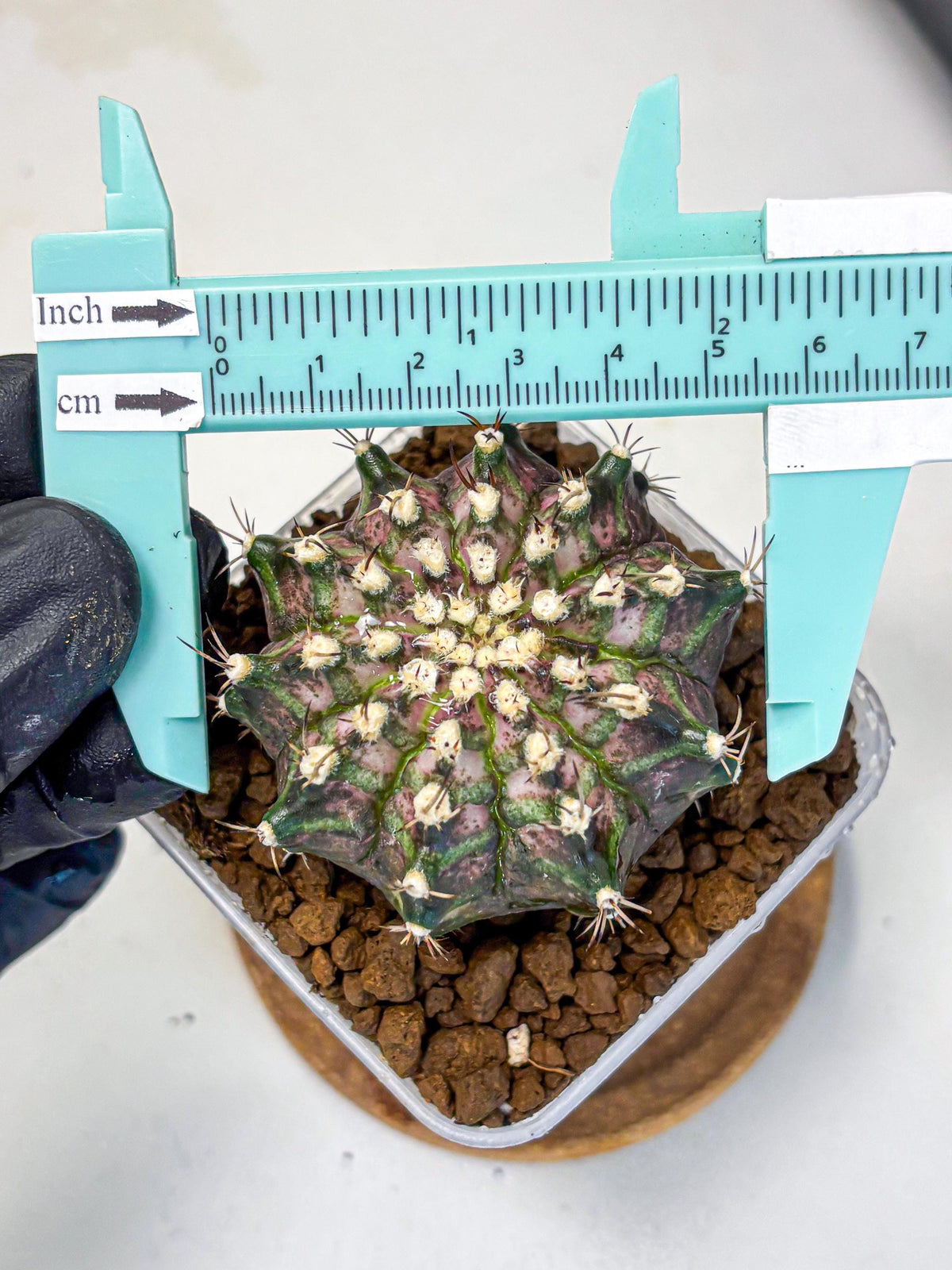 Gymnocalycium T-Rex (gy10) (3) | Variegated Cactus