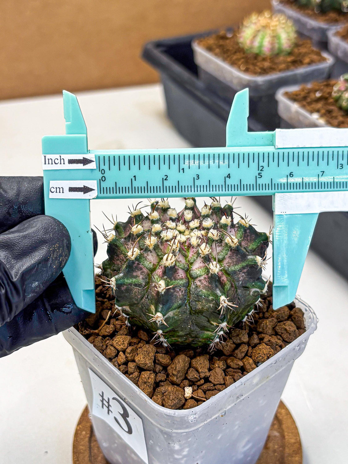 Gymnocalycium T-Rex (gy10) (3) | Variegated Cactus