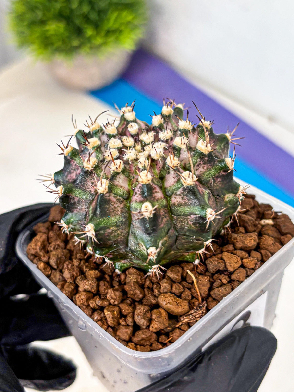 Gymnocalycium T-Rex (gy10) (3) | Variegated Cactus