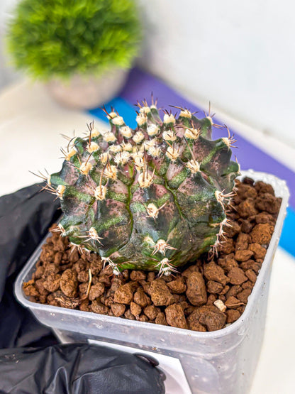 Gymnocalycium T-Rex (gy10) (3) | Variegated Cactus