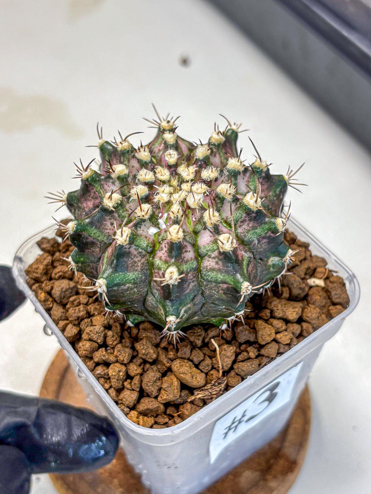 Gymnocalycium T-Rex (gy10) (3) | Variegated Cactus