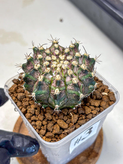 Gymnocalycium T-Rex (gy10) (3) | Variegated Cactus