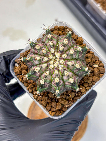 Gymnocalycium T-Rex (gy10) (3) | Variegated Cactus
