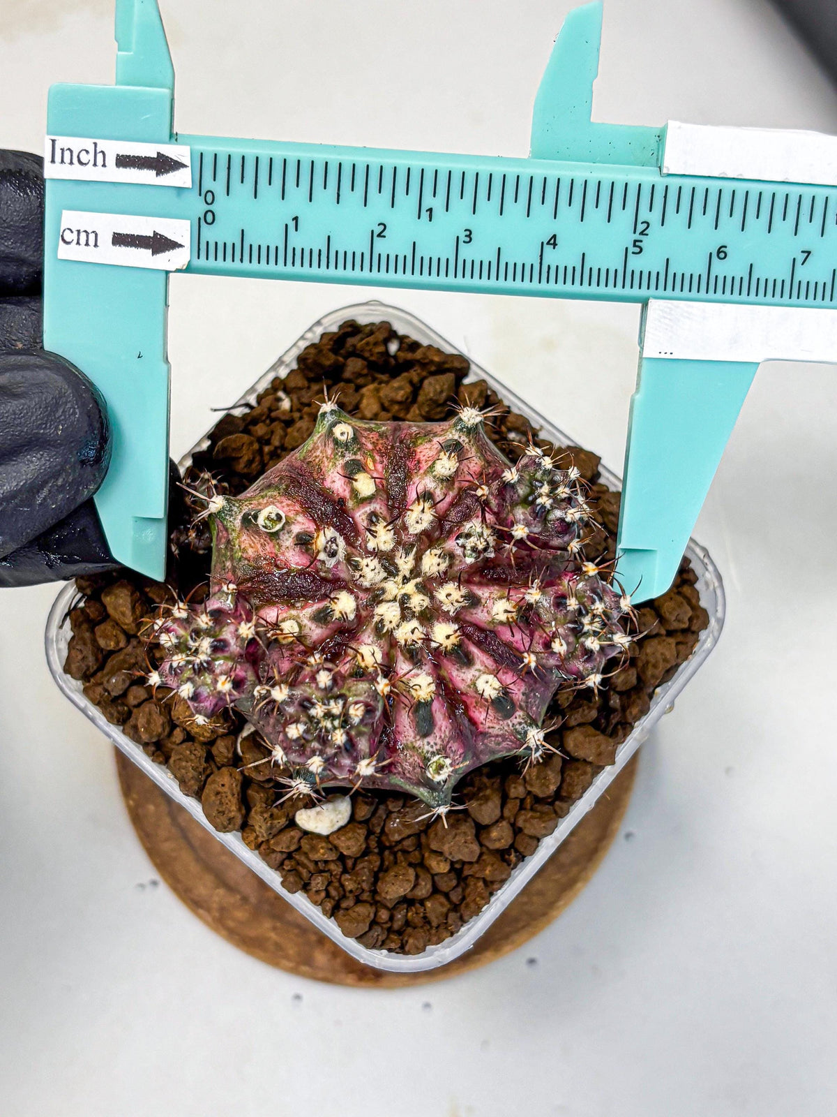 Gymnocalycium T-Rex (gy10) (4) | Variegated Cactus