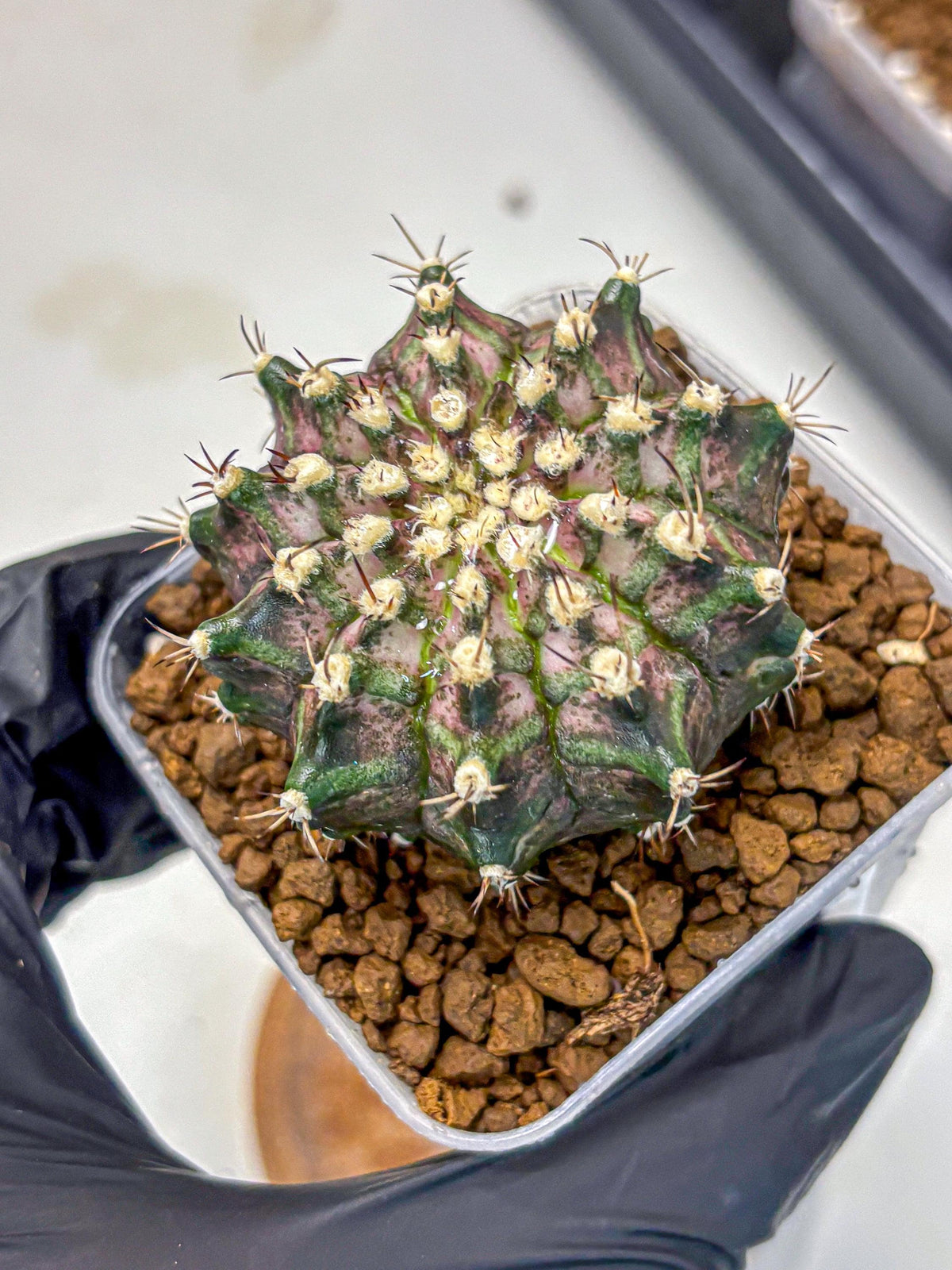 Gymnocalycium T-Rex (gy10) (3) | Variegated Cactus