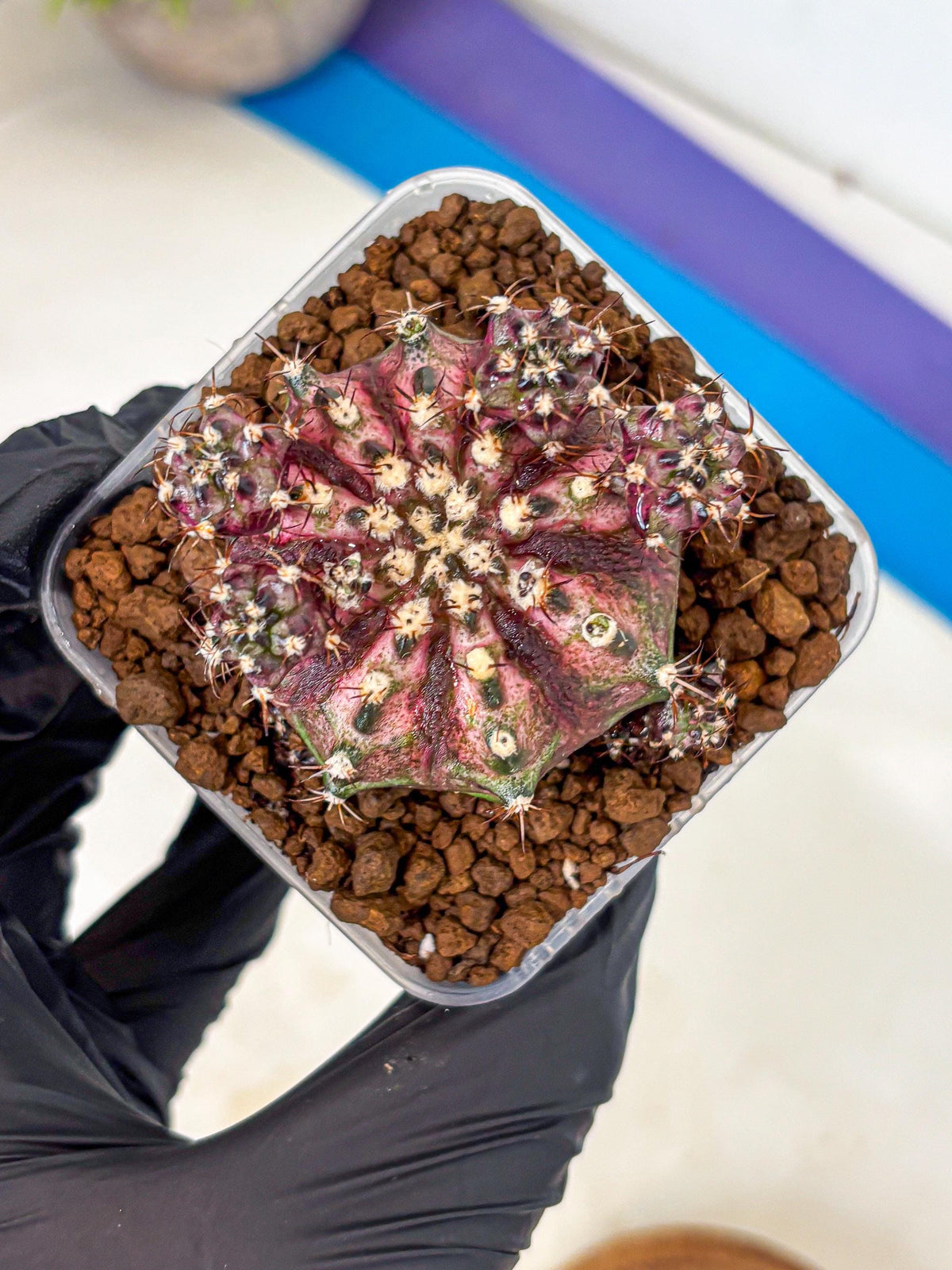 Gymnocalycium T-Rex (gy10) (4) | Variegated Cactus