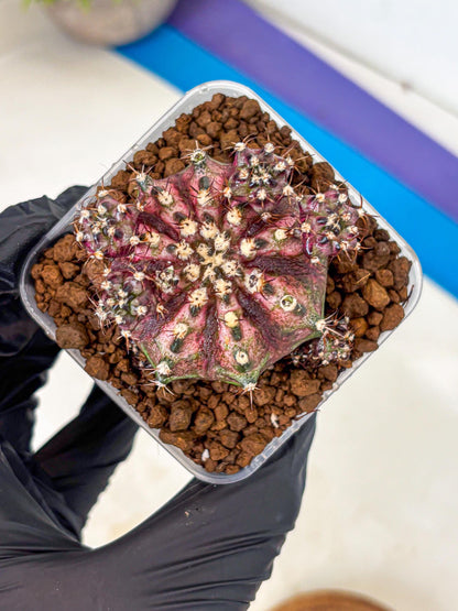 Gymnocalycium T-Rex (gy10) (4) | Variegated Cactus