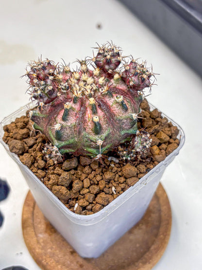 Gymnocalycium T-Rex (gy10) (4) | Variegated Cactus