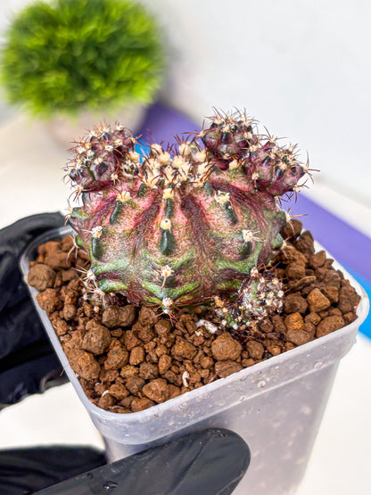 Gymnocalycium T-Rex (gy10) (4) | Variegated Cactus