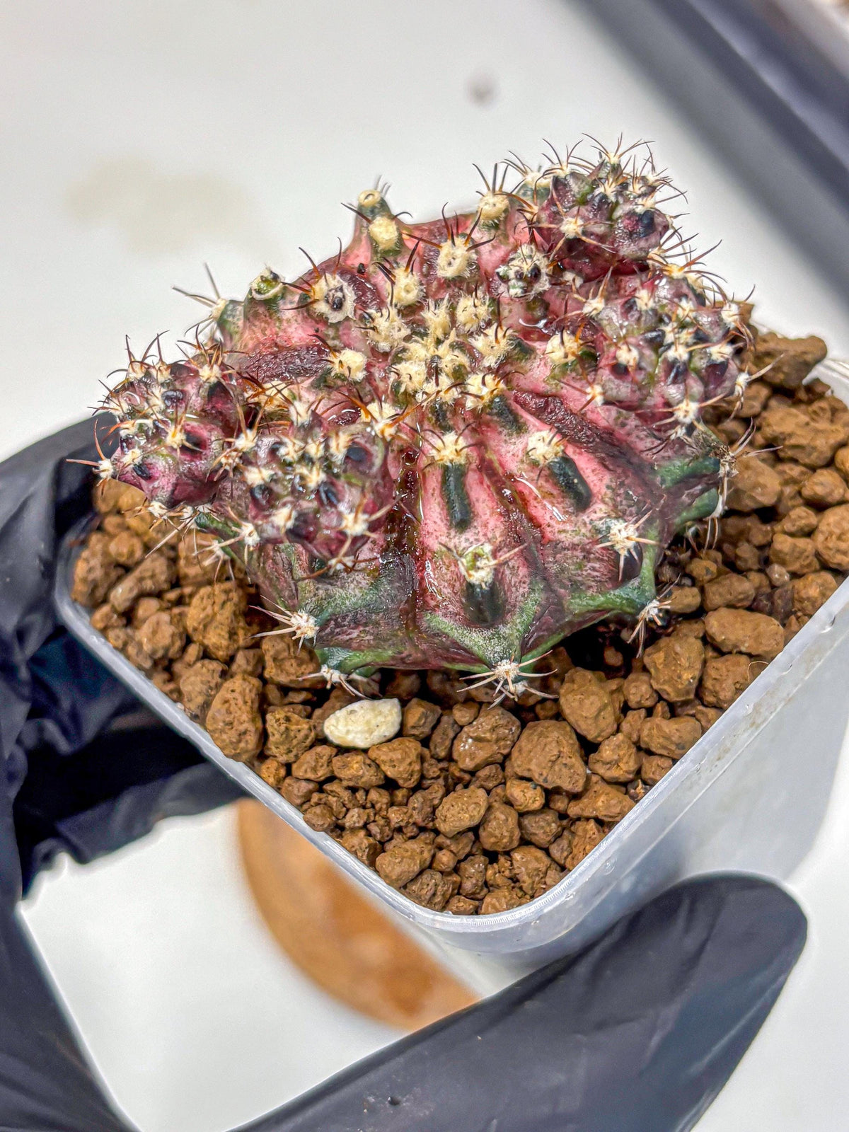 Gymnocalycium T-Rex (gy10) (4) | Variegated Cactus