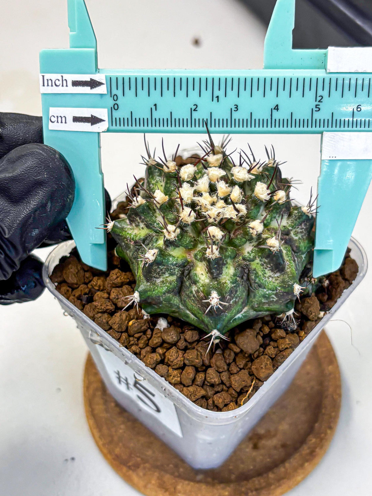 Gymnocalycium T-Rex (gy10) (5) | Variegated Cactus