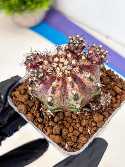 Gymnocalycium T-Rex (gy10) (4) | Variegated Cactus