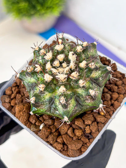 Gymnocalycium T-Rex (gy10) (5) | Variegated Cactus