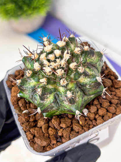 Gymnocalycium T-Rex (gy10) (5) | Variegated Cactus