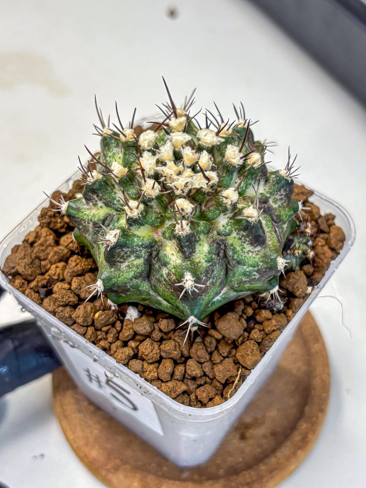 Gymnocalycium T-Rex (gy10) (5) | Variegated Cactus