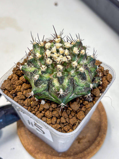 Gymnocalycium T-Rex (gy10) (5) | Variegated Cactus
