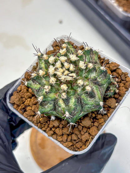 Gymnocalycium T-Rex (gy10) (5) | Variegated Cactus